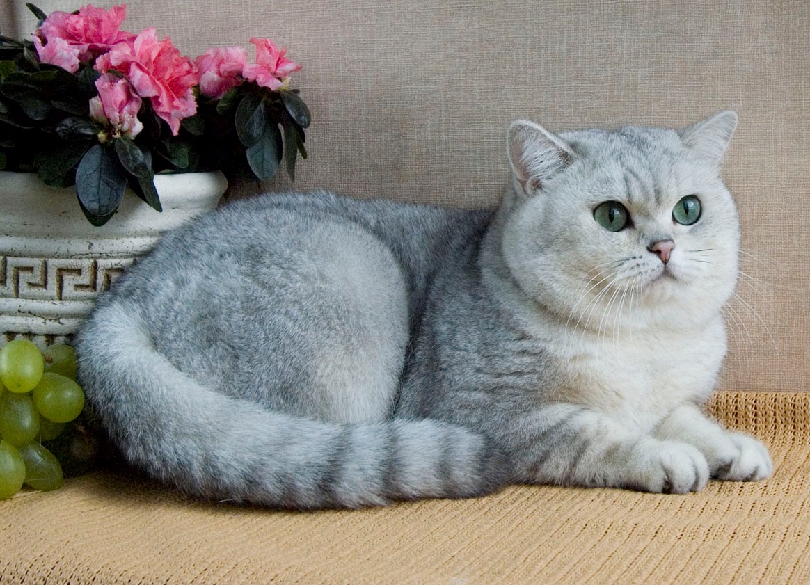 фото взрослого британского кота