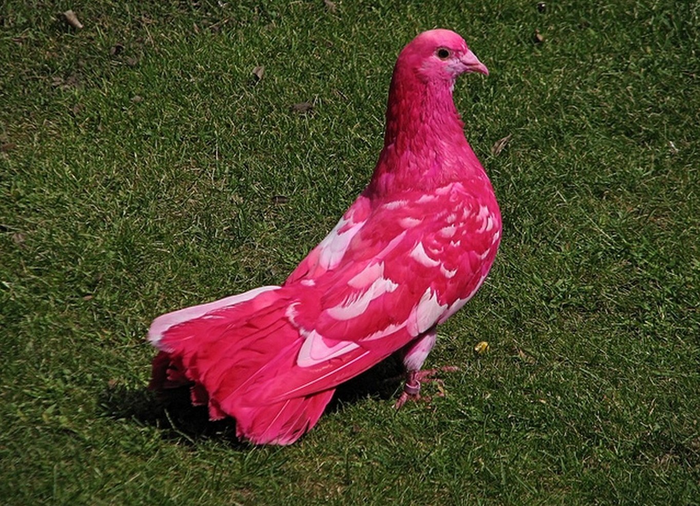 Маврикийский розовый голубь