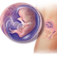 12 седмици развитие на бременността на плода