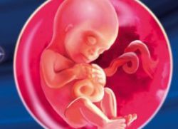 14 tjedana razvoja gestacije fetusa