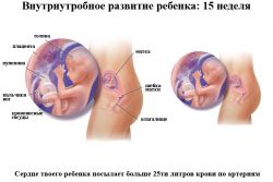 15 tjedana trudnoće što se događa
