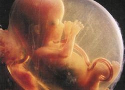 трудноћа 16 недеља развоја фетуса