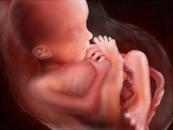 19 недеља трудноће фетуса