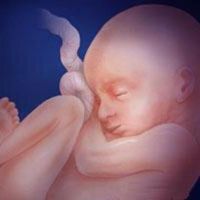 Фетус на 21-та седмица от бременността