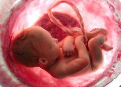 трудноћа 31 недеља развоја фетуса