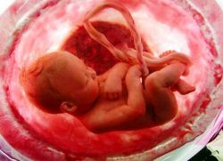 33 tjedna razvoja trudnoće fetusa