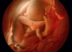36 tjedna trudnoće što se događa