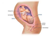 36 tjedna trudnoće fetalnog kretanja