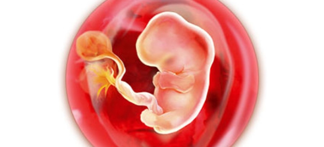 4 tjedna trudna od začeća što se događa