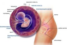 6 týdnů gestační vývoj plodu