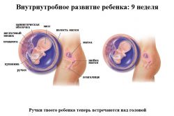 9 tjedana trudnoće što se događa