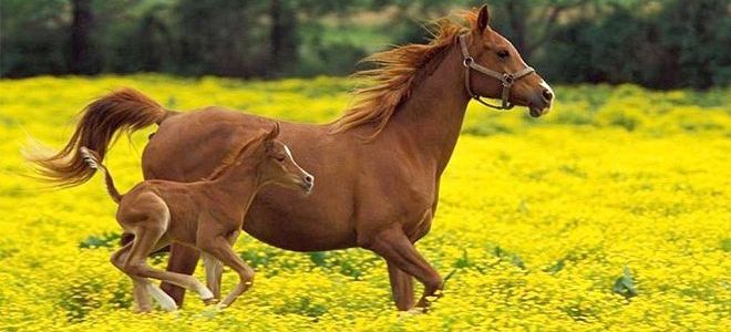 Kůň a hříbě-fotka