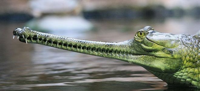 marzenie o krokodylu