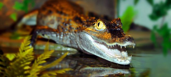 крокодил в сън