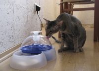 Pitna voda za mačke2