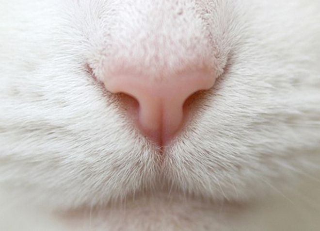горячий нос у кошки причины