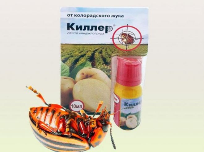 Ubijalec iz krompirjevega hrošča v Coloradu Киллер от колорадского жука