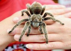 proč se pavouk plazí po rameni