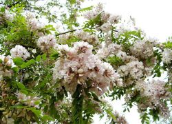 Acacia Flowers Užitečné vlastnosti