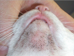 leczenie trądziku u kotów