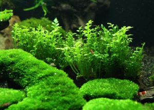 alge v akvariju3