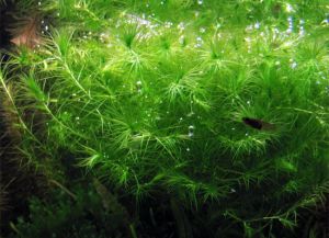 водорасли в аквариум4