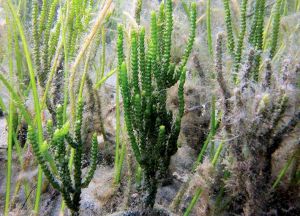 водорасли в аквариум7