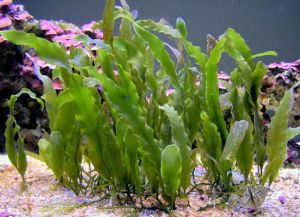 водорасли в аквариум8