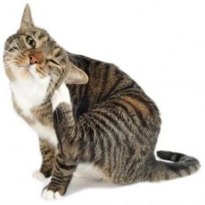 alergie na příznaky koček