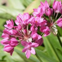 Allium - kultivace a péče