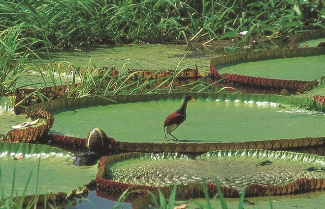 Гигантская кувшинка Victoria Regia в парке Амакаяку