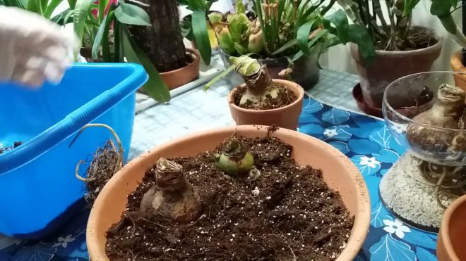 Kako rasti Amaryllis iz žarnice Как вырастить амариллис из луковицы