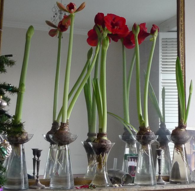 Kako rasti Amaryllis iz žarnice Как вырастить амариллис из луковицы
