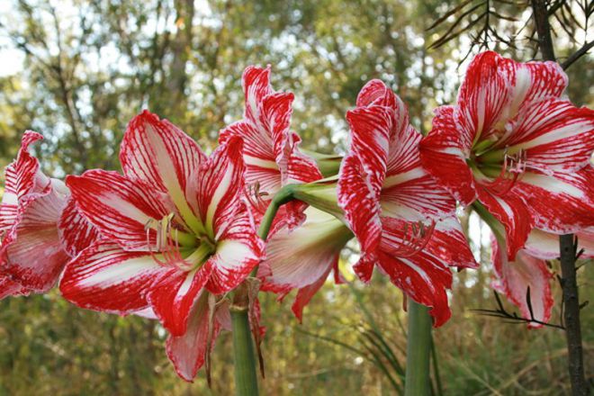 Kako rasti Amaryllis iz žarnice Как вырастить амариллис из луковицы
