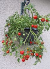 uprawa pomidorów ampel