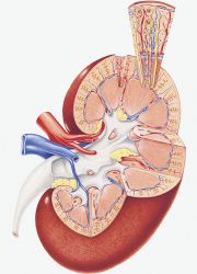 amyloidóza příznaků ledvin