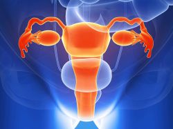 анатомија женских гениталних органа