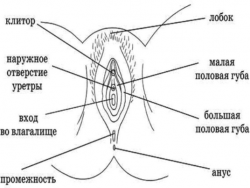 анатомията и физиологията на женските полови органи
