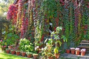 "Живи" стени във вертикално градинарство8