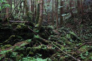 aokigahara forest2