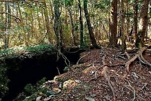 aokigahara forest4
