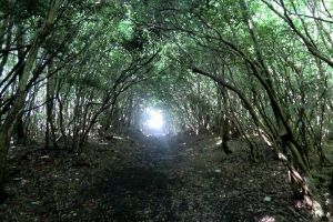 šuma aokigahara6