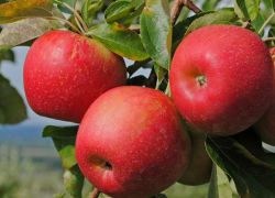 skład jabłek i kalorii
