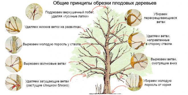 обрезивање старих јабука у пролеће обрезка старой яблони весной