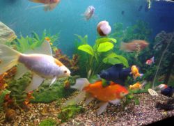 Péče o akvárium a ryby pro začátečníky1