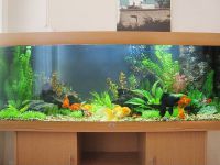 Дизайнерски аквариум със златна рибка 1