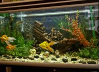 Akvarij dizajn zlatne ribe 2