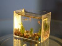 Oblikovanje majhnih akvarijev 3