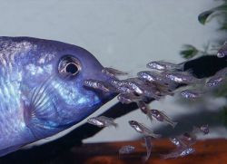 аквариумна риба син делфин1