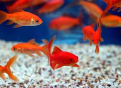 Nega in vzdrževanje akvarijskih rib1